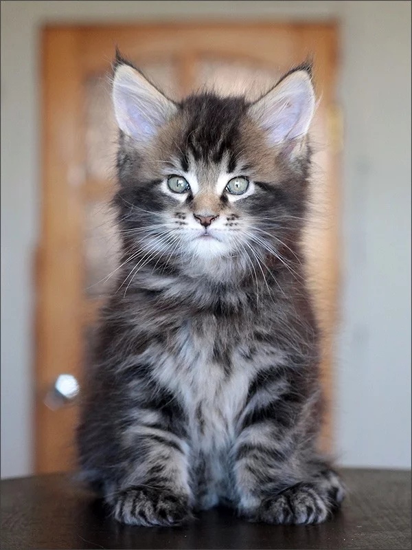 Пушистый красавчик