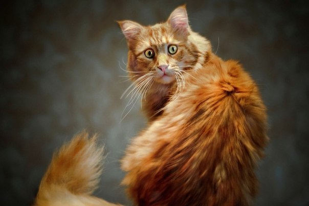 Удивлённый рыжий кот