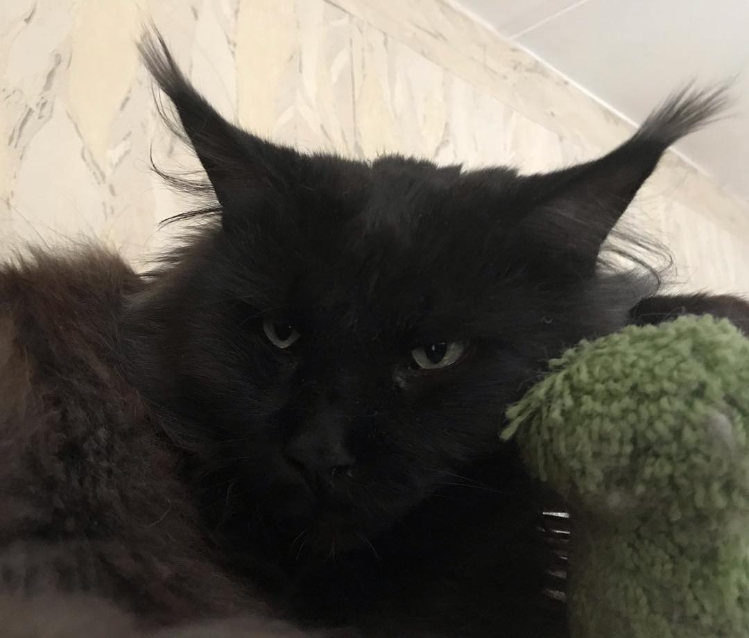 Чёрный котяра лежит