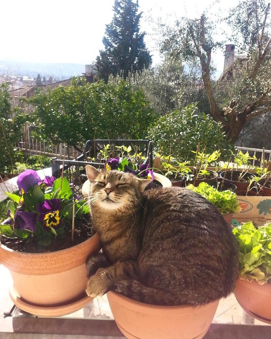 Кошка кайфует рядом с цветами