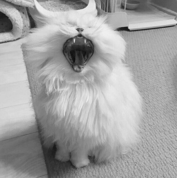 Белый пушистый зевака