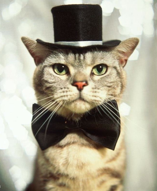 Кот в футляре и с бабочкой