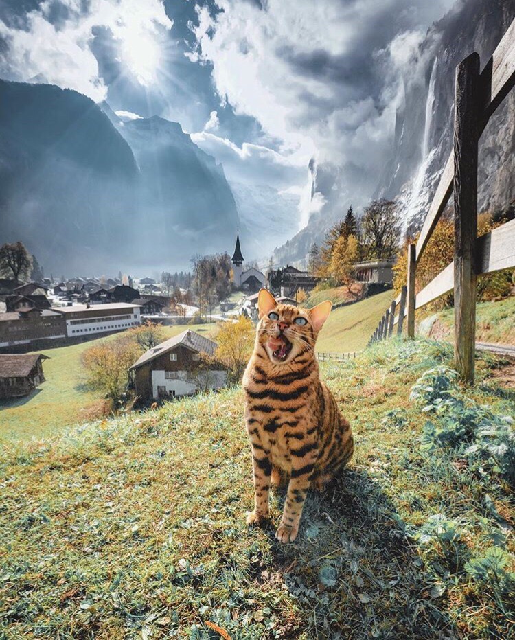 Полосатый котик зевает на природе