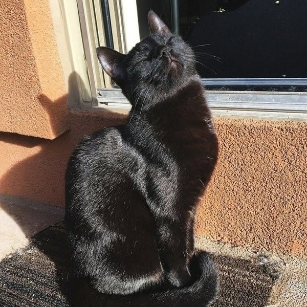 Чёрная кошечка загорает