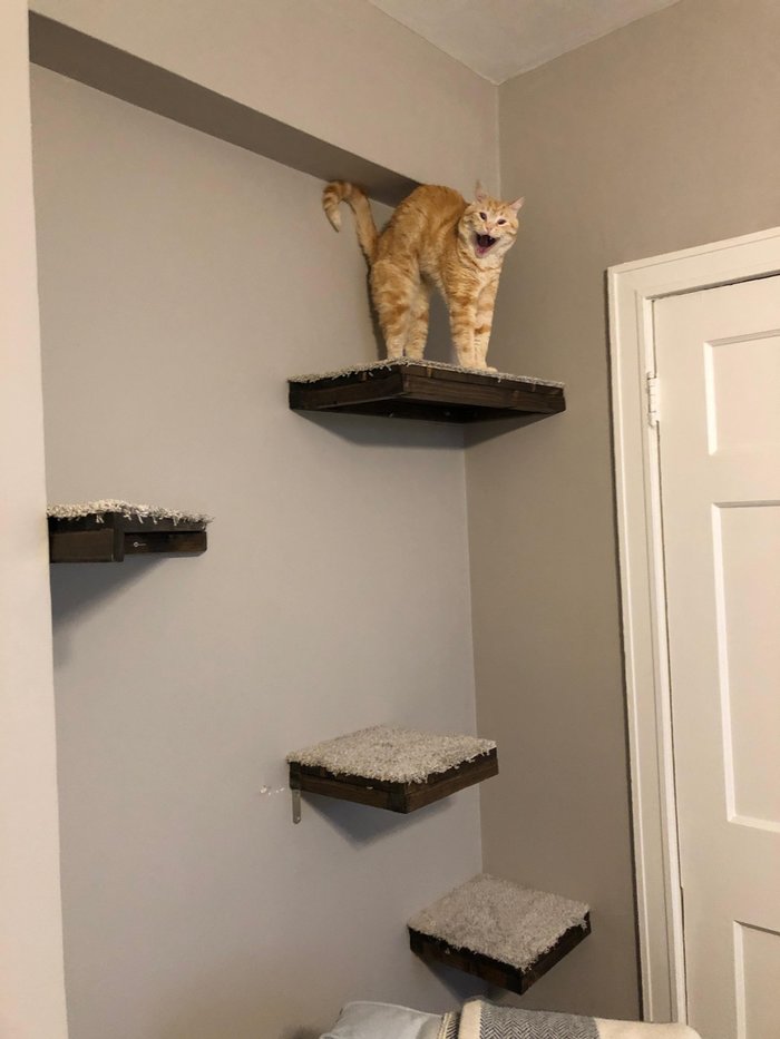 Рыжий котик зевает