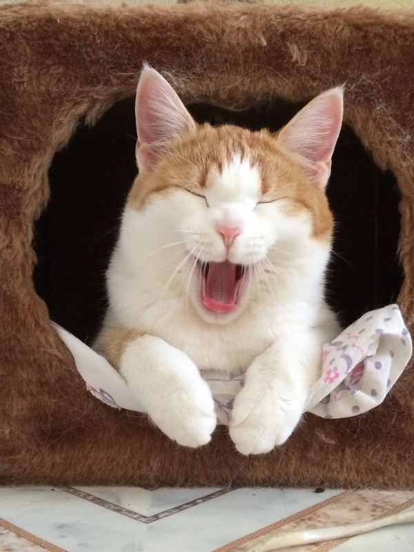 Котик в домике