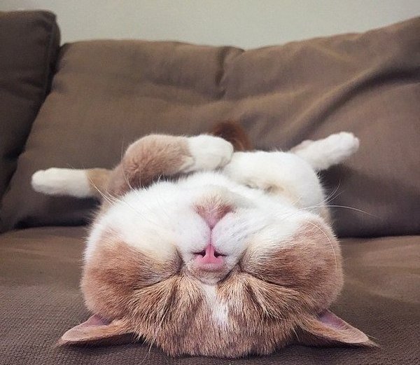 Рыжая красотка спит