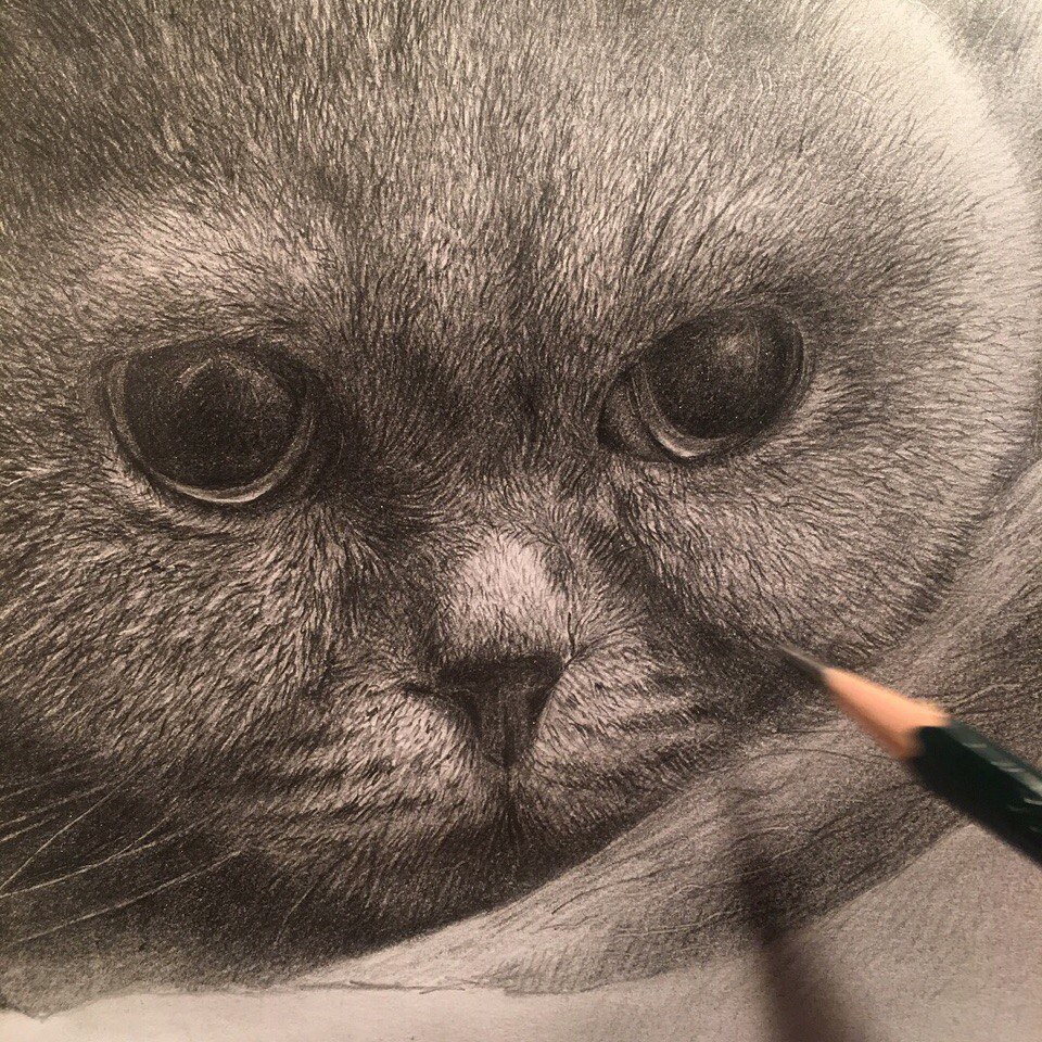 Морда кота Британца карандашом