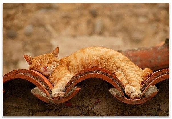 Рыжая кошечка спит