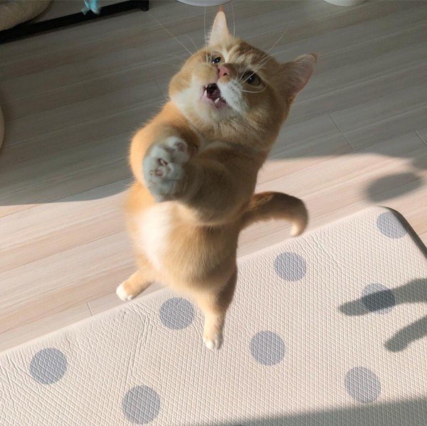 Рыжий котейка очень просит