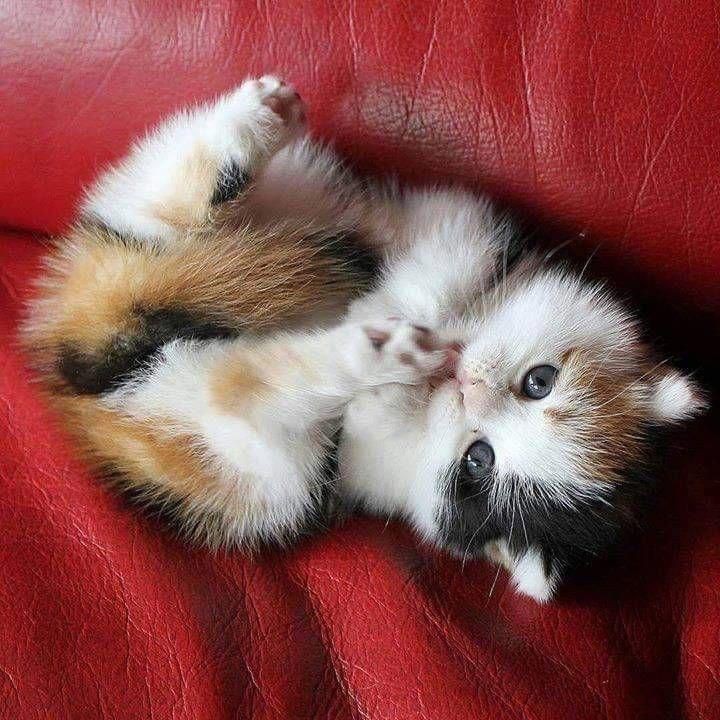 Трёхцветная красотка