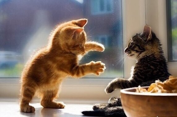 Два котёнка играют