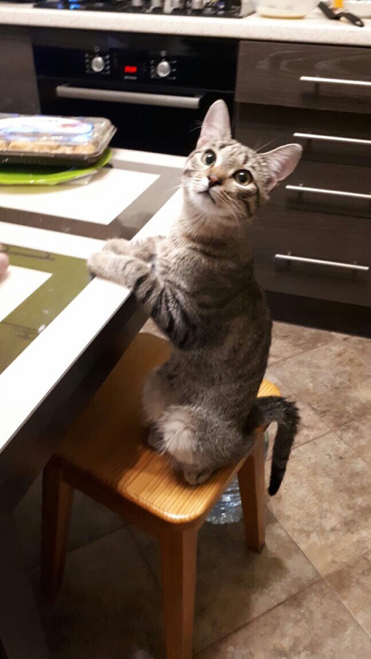 Серенькая красотка просит кушать