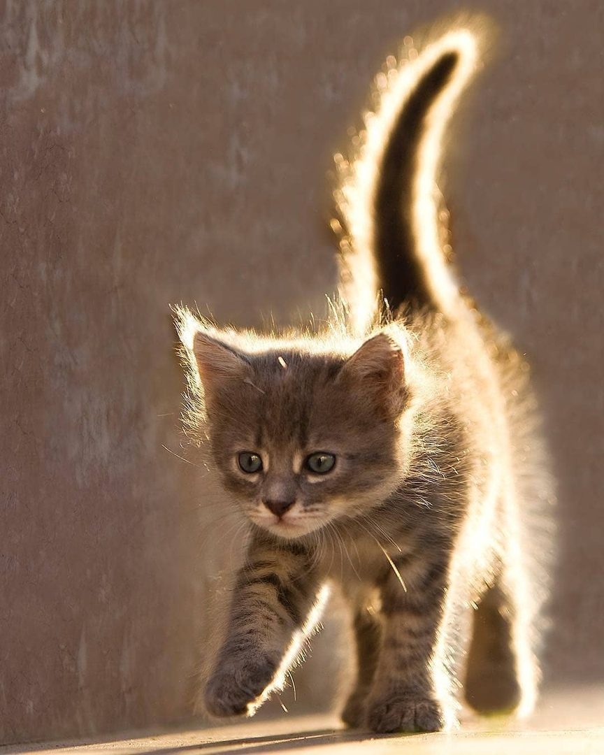 Маленький пушистик гуляет