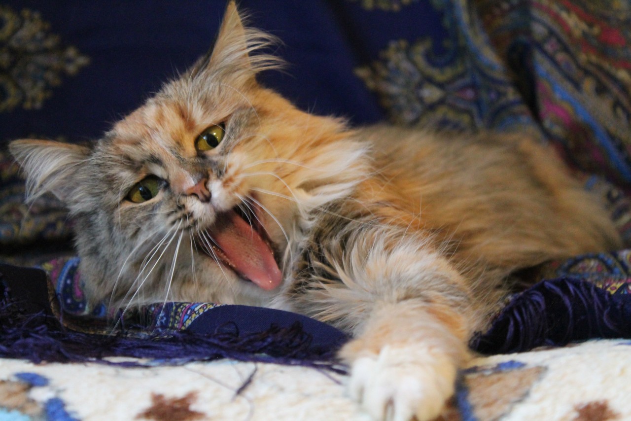 Трёхцветную кошечку разбудили