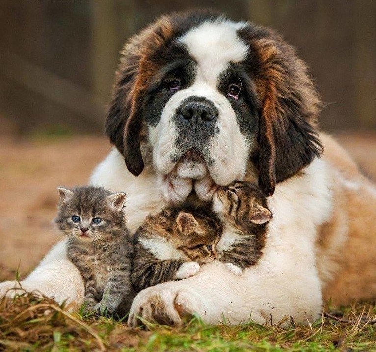 Пёс и котята