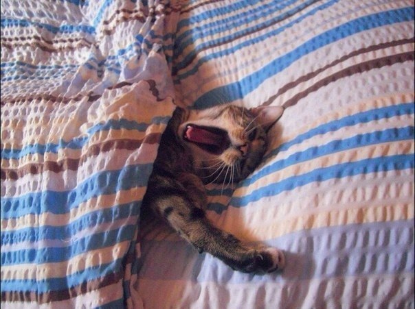 Полосатый котейка проснулся