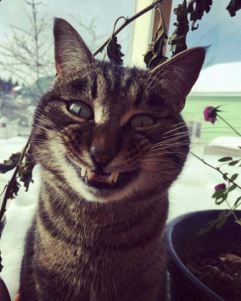 Серый котик улыбается