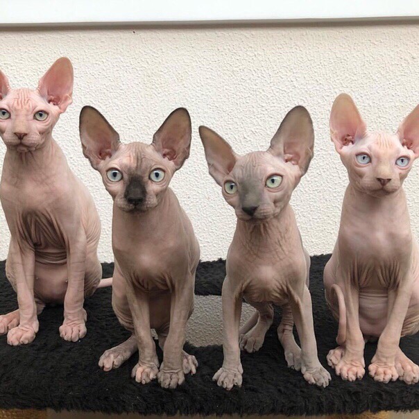 Лысая бригада