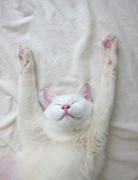 Белоснежная красотка спит