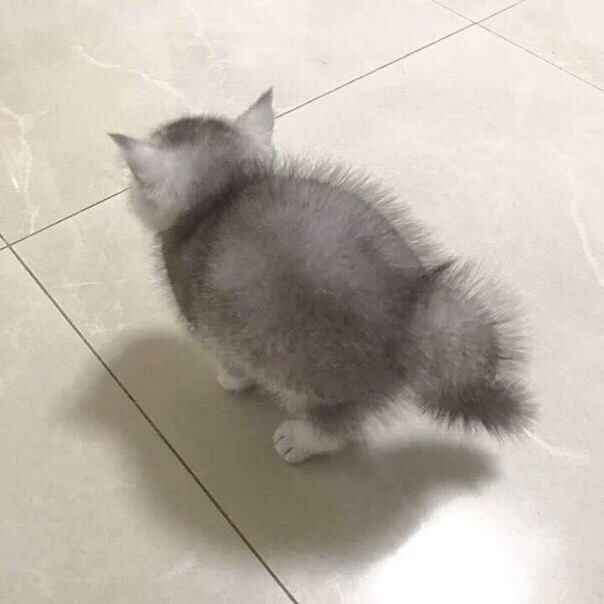 Серенький нахохленный котёнок