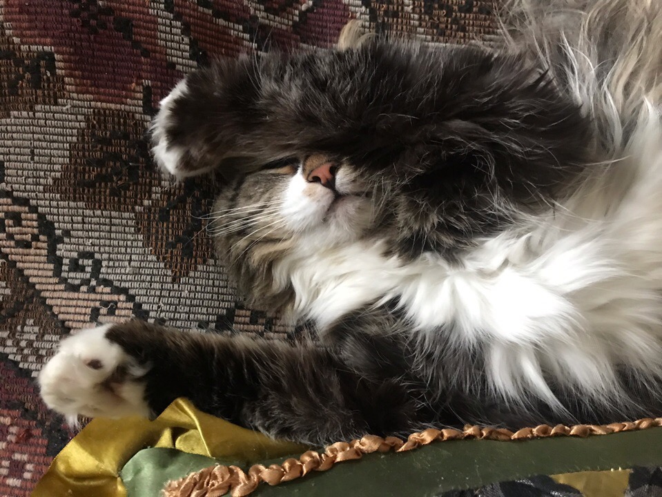 Пушистик спит