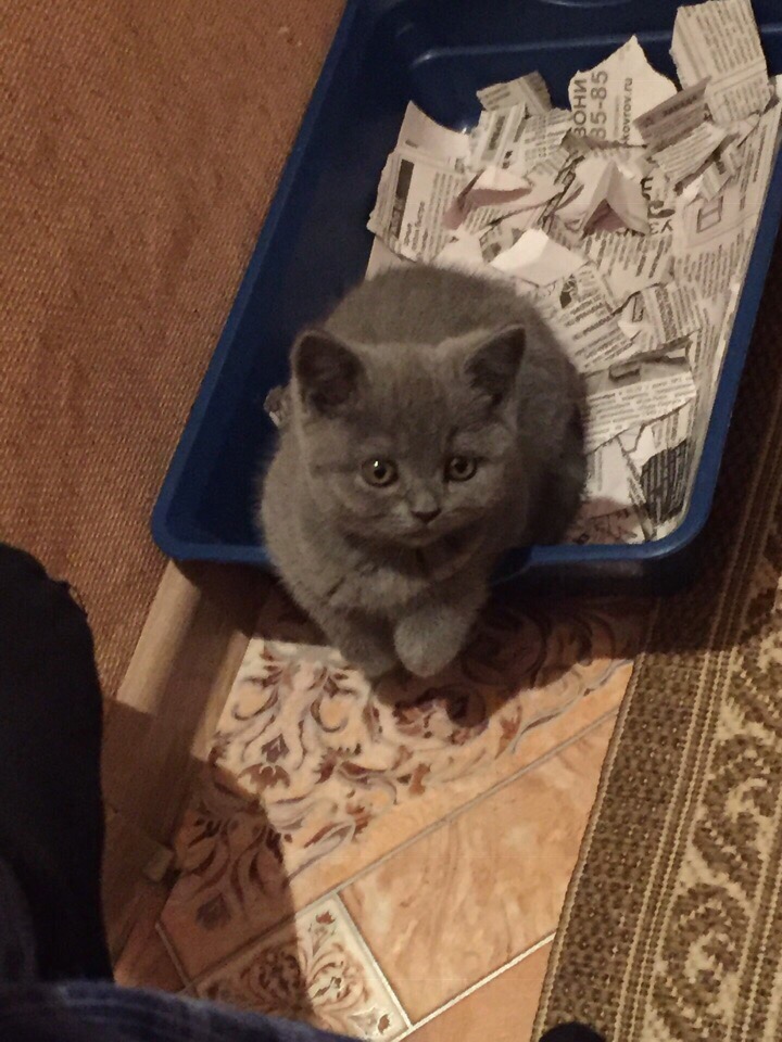 Котёнок сидит в лотке