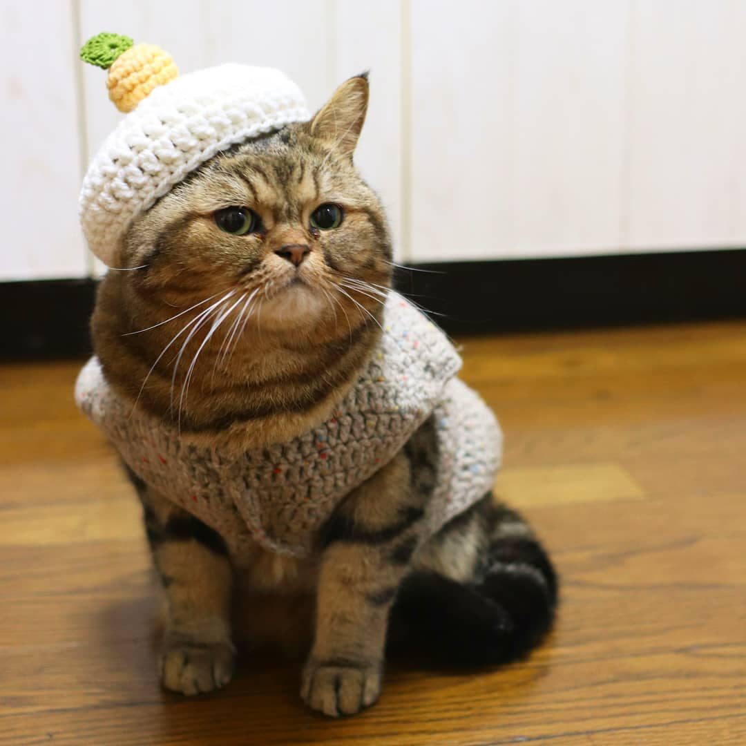 Полосатая кошечка в костюмчике