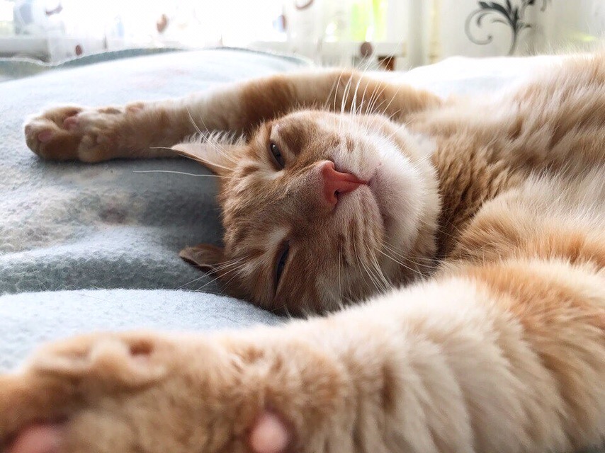 Рыжая кошечка кайфует