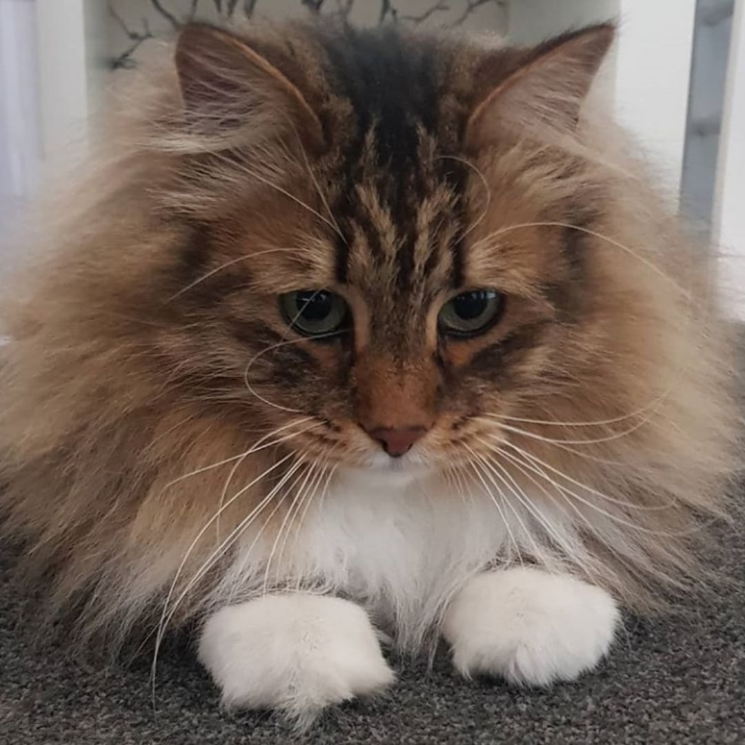 Щёчки надула, пушистая красотка