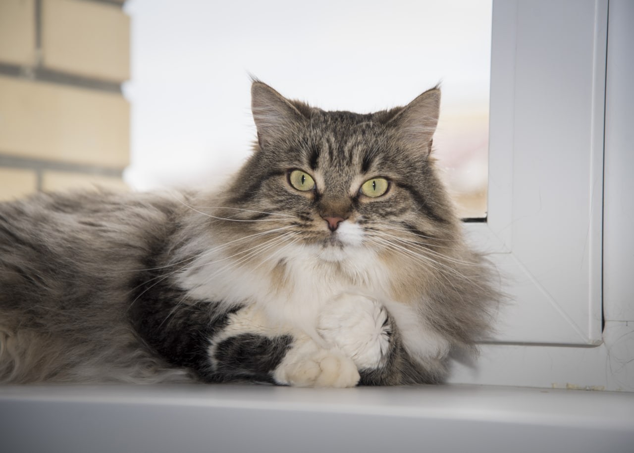 Лапки я помыла, иду Вам с делами помогать