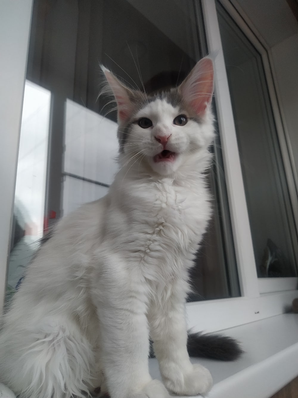 Скоро мои друзья прилетят, откройте им окошко