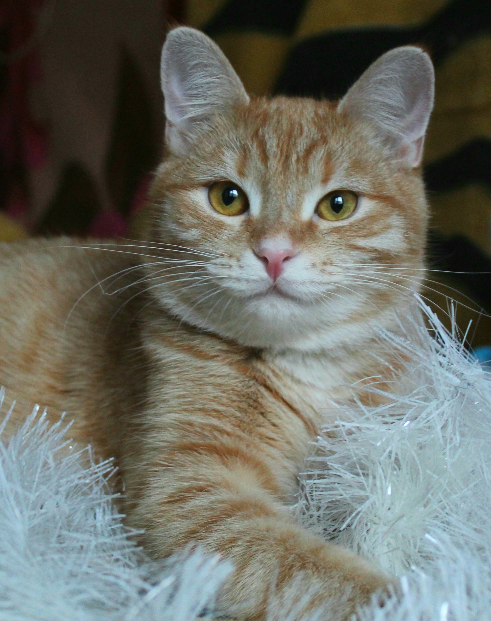 Ёлочку нарядили, а теперь меня наряжайте