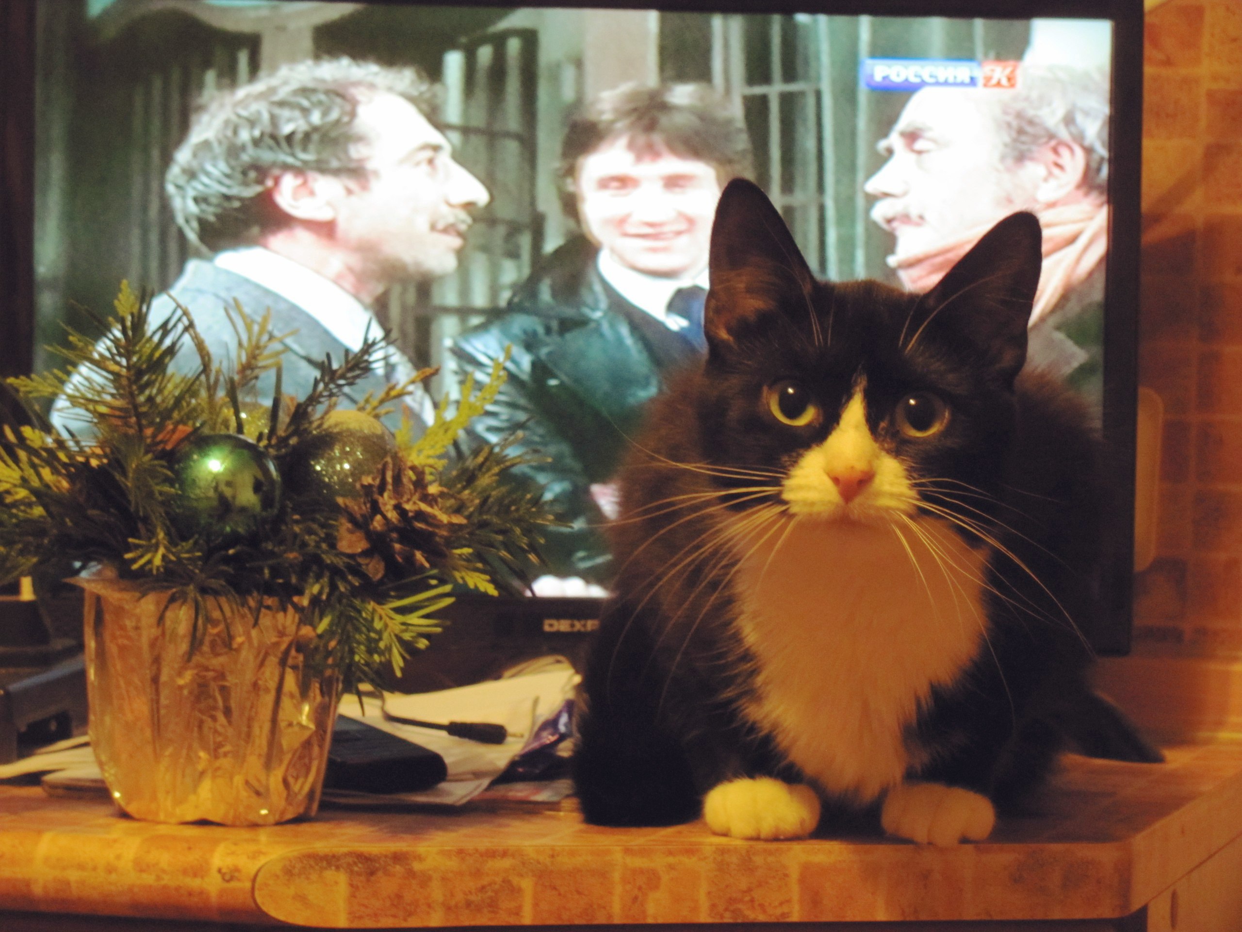 Хватит пялиться в телевизор, лучше на меня смотрите