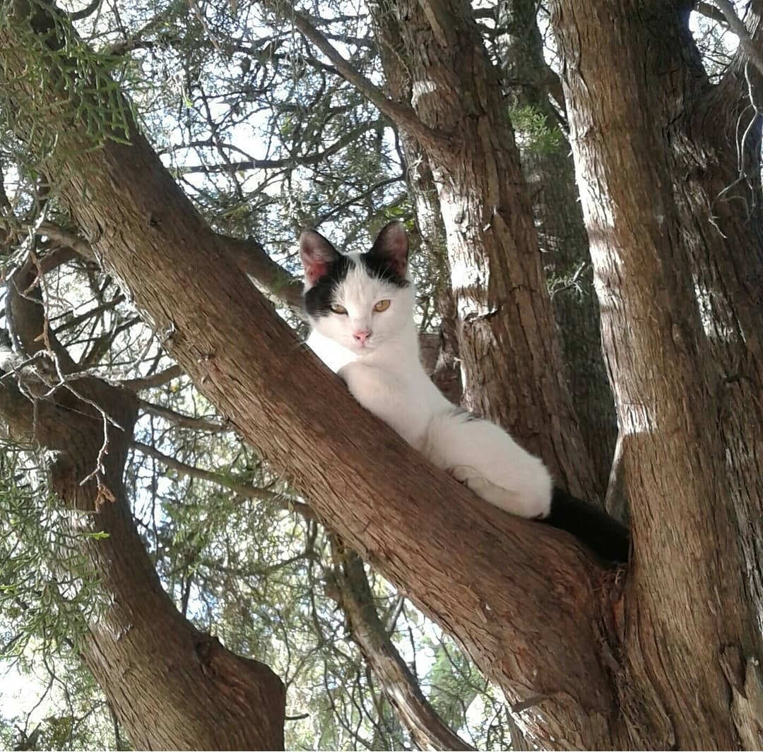С удовольствием можно полежать и на дереве