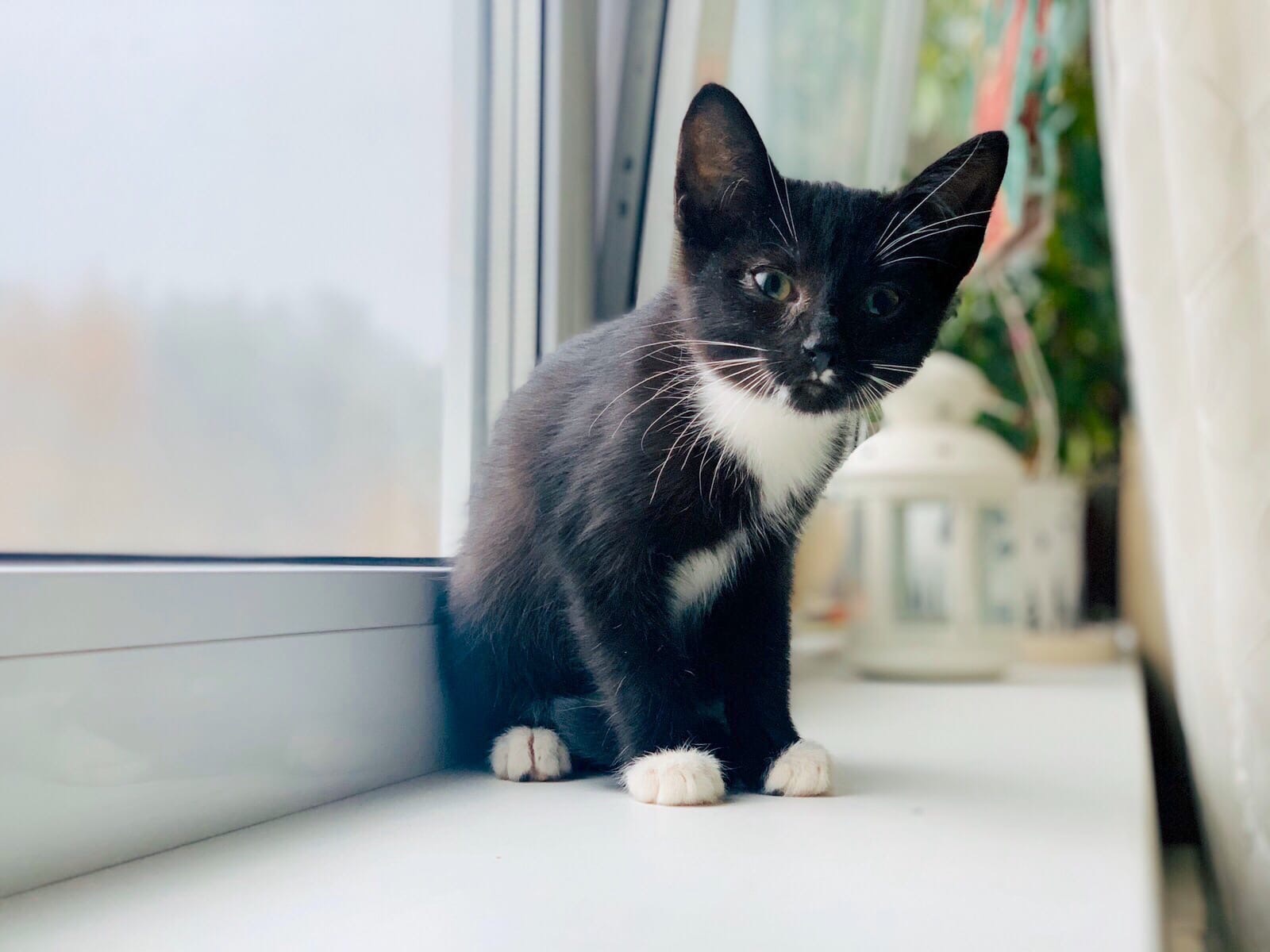 Птички за окном дразнятся, обидно