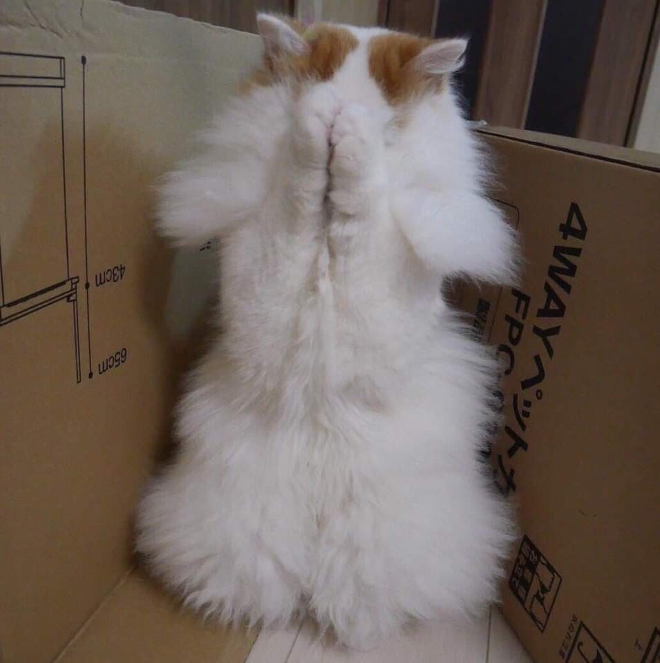 Чур, я в домике