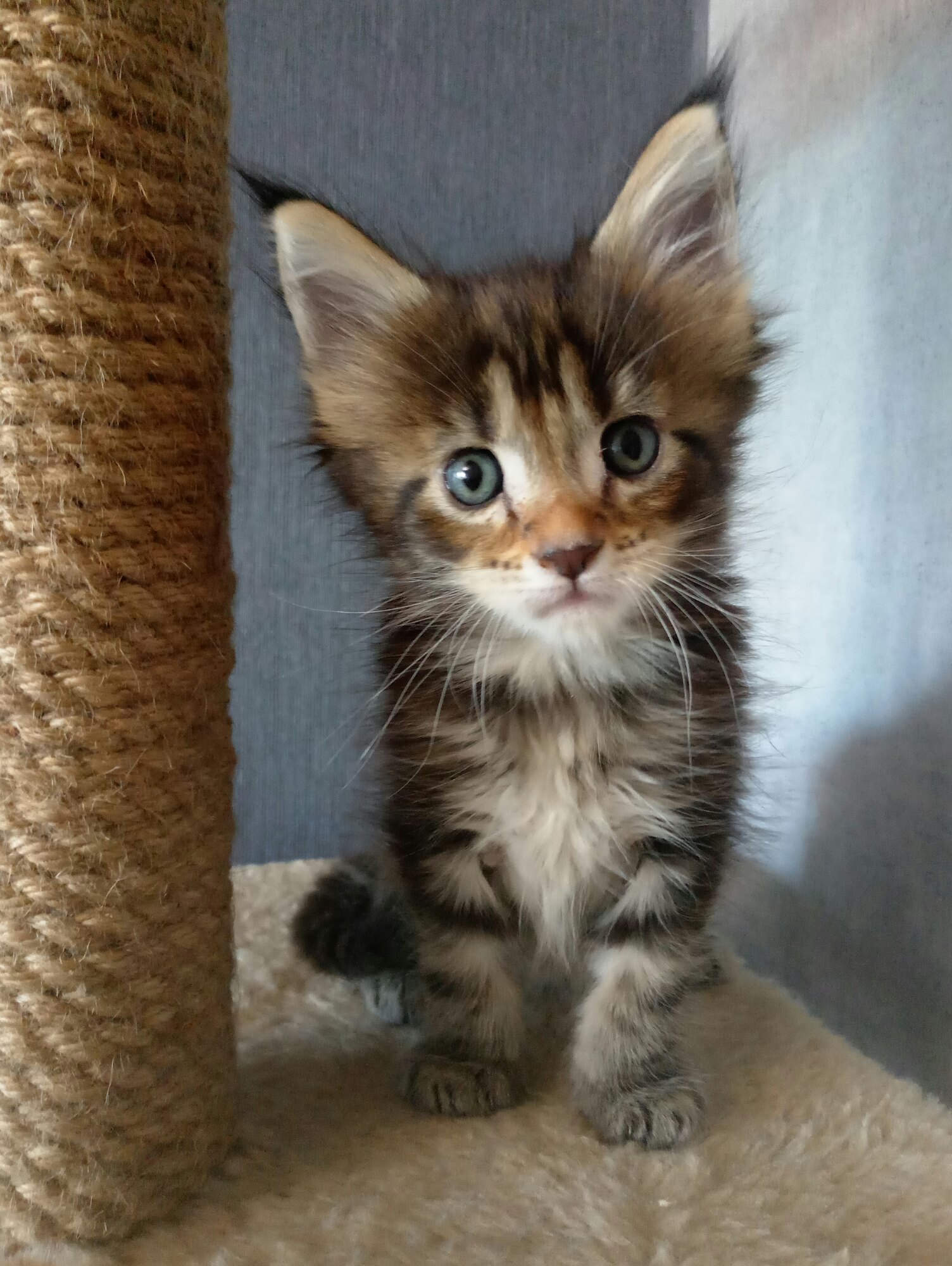 Если не будите со мной играть, буду драть обои