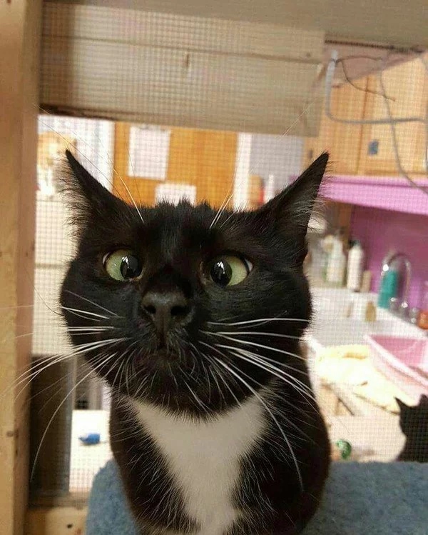 Кажется, вкусняшки где то рядом