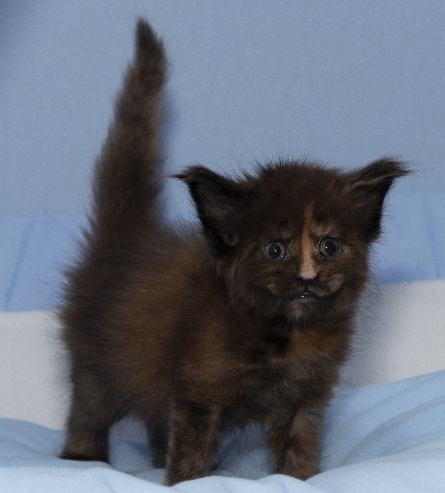 Перестаньте меня пугать, а то начну царапаться