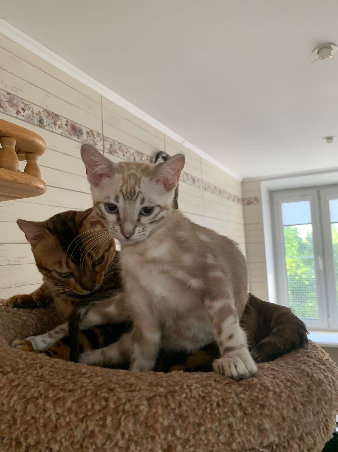 Купите мне лежанку, а то в этой нам тесно