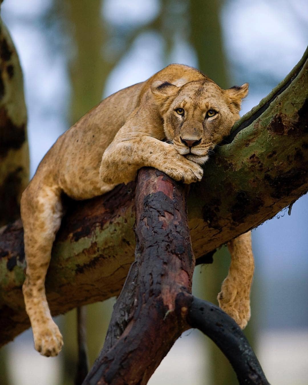Чего то хочется, сама незнаю чего, пускай муж идёт добывает