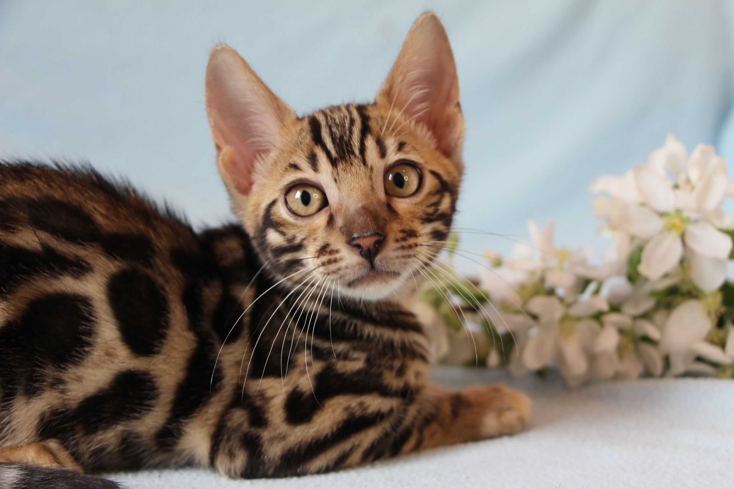 Весной так хочется цветов