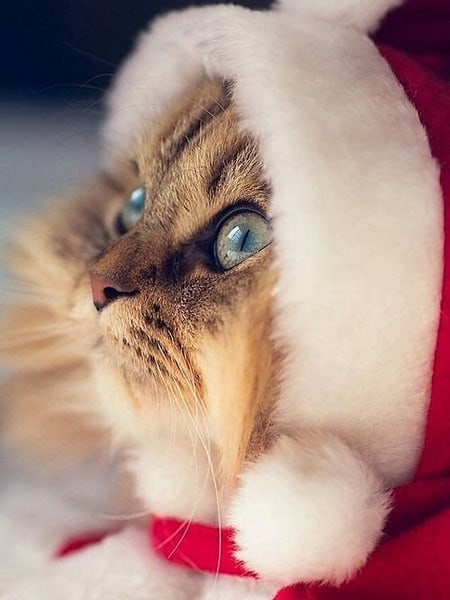 Снегурка в ожидании своего деда Мороза