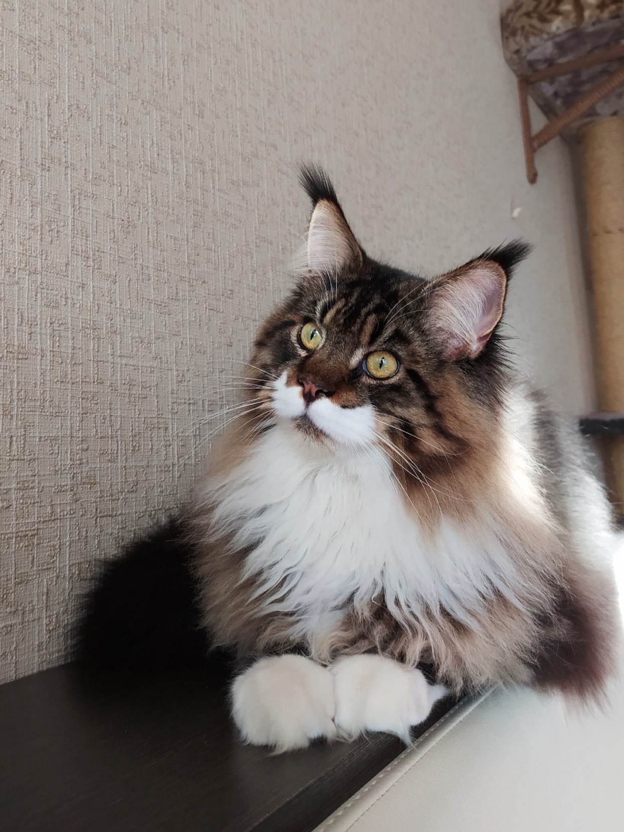 Чужая душа - потёмки, ну а кошачья тем более