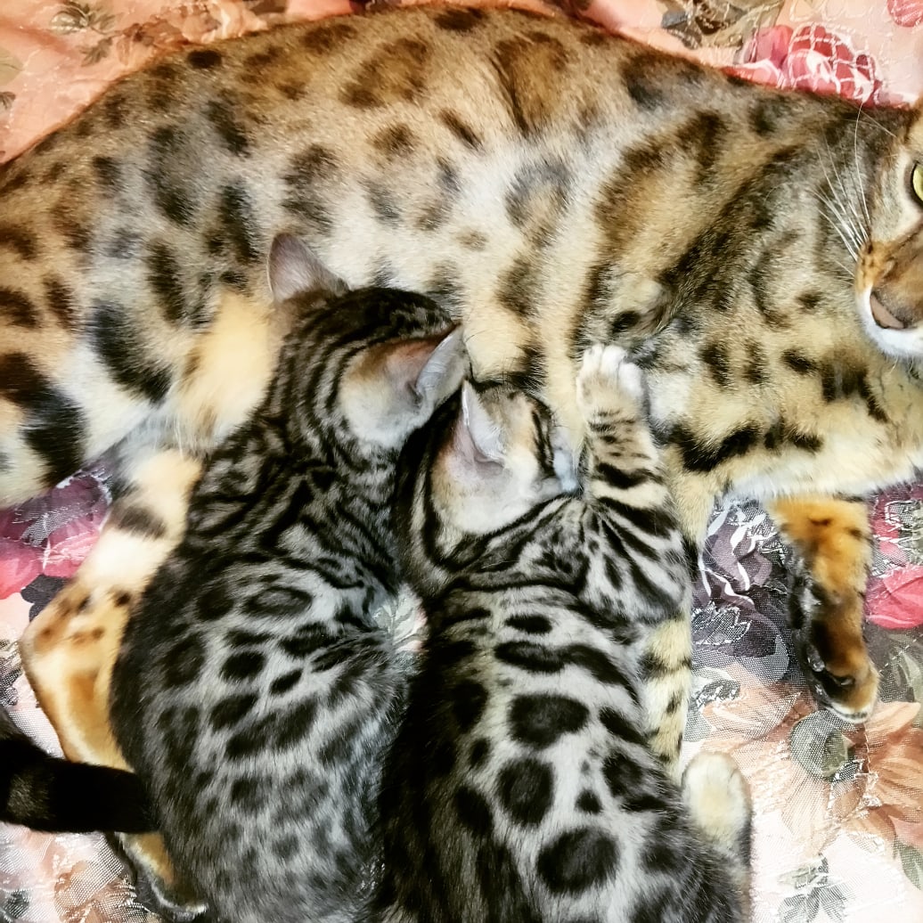 Не трогайте малышей, пускай покушают