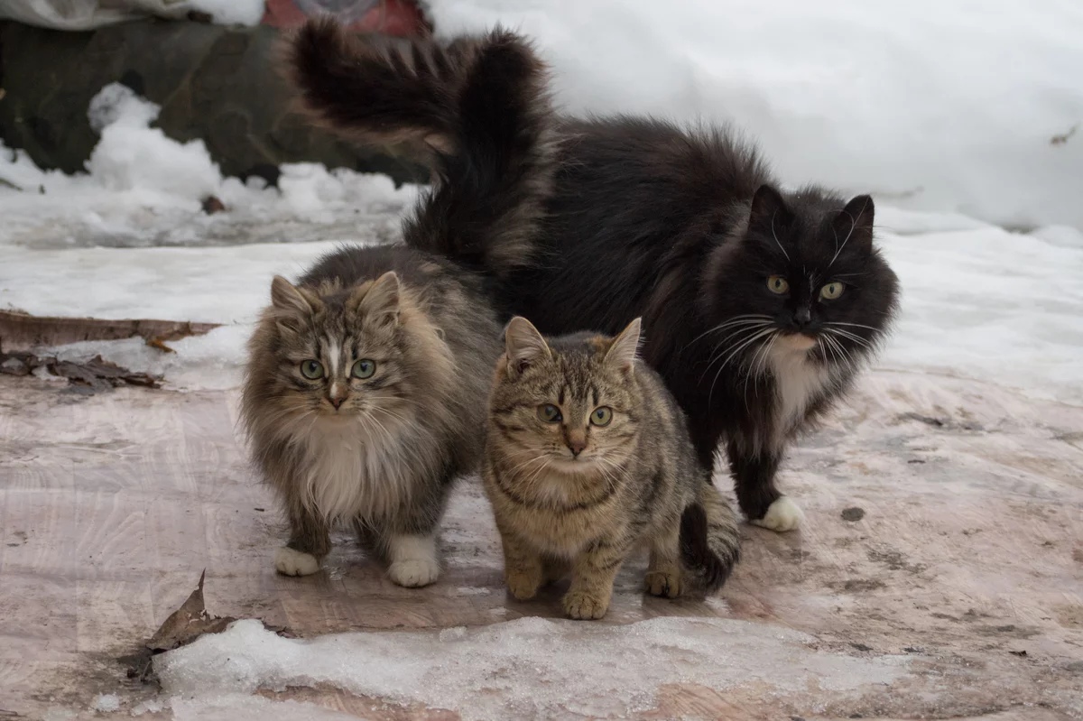 Ну что, выбрали у кого еду будем клянчить