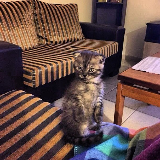 Опять гостей принесло, нашу колбасу лопать