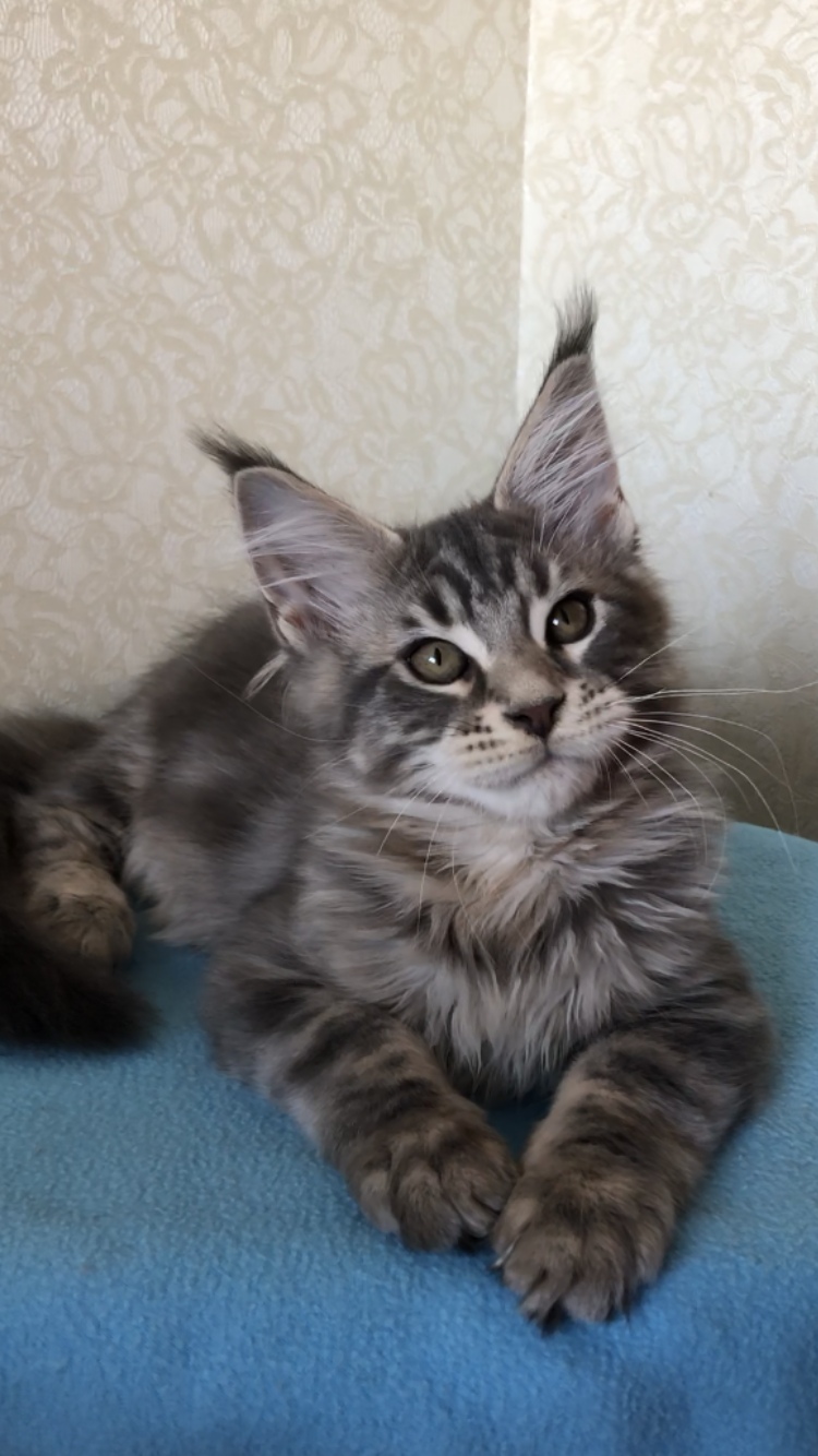 Теперь всё, что рассказали, изложите на кошачьем языке