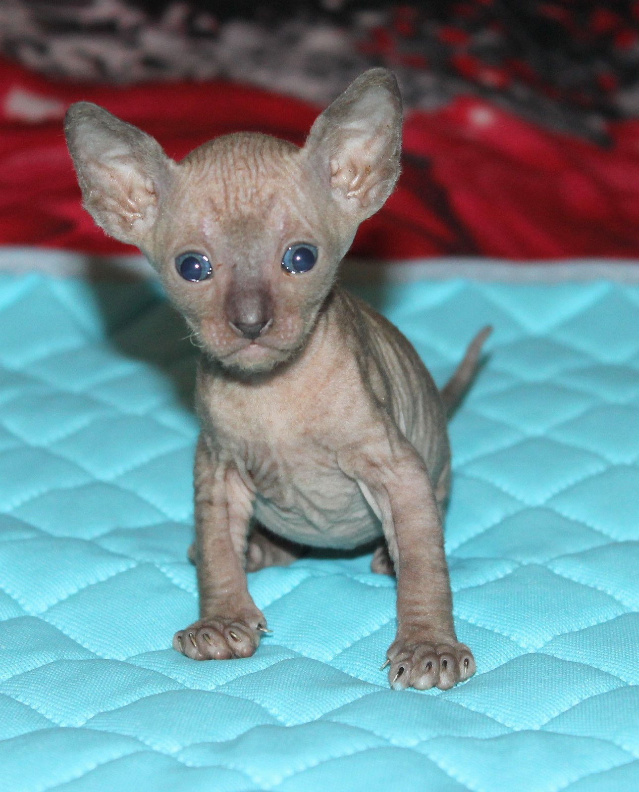 Что смотрите, нянчийте давайте